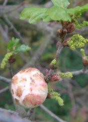 Agalla de roble