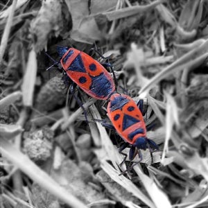 Pareja de Pyrrhocoris apterus, a lo suyo