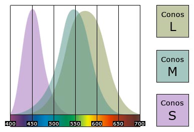 Sensibilidad de los conos a cada longitud de onda