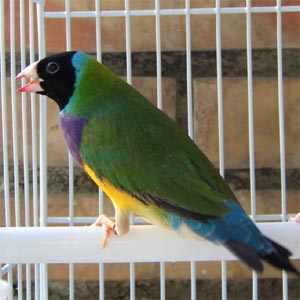 Darwin, mi mascota