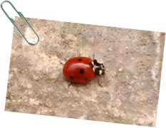 mariquita de siete puntos (Coccinella septempunctata)