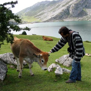 Vacas en los Lagos de Covadonga
