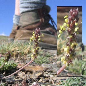 Plantago radicata granatensis