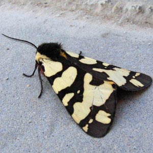 Quelonia de manchas crema (Arctia villica)