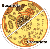 Comparación entre una célula procariota y una célula eucariota