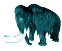Mamut